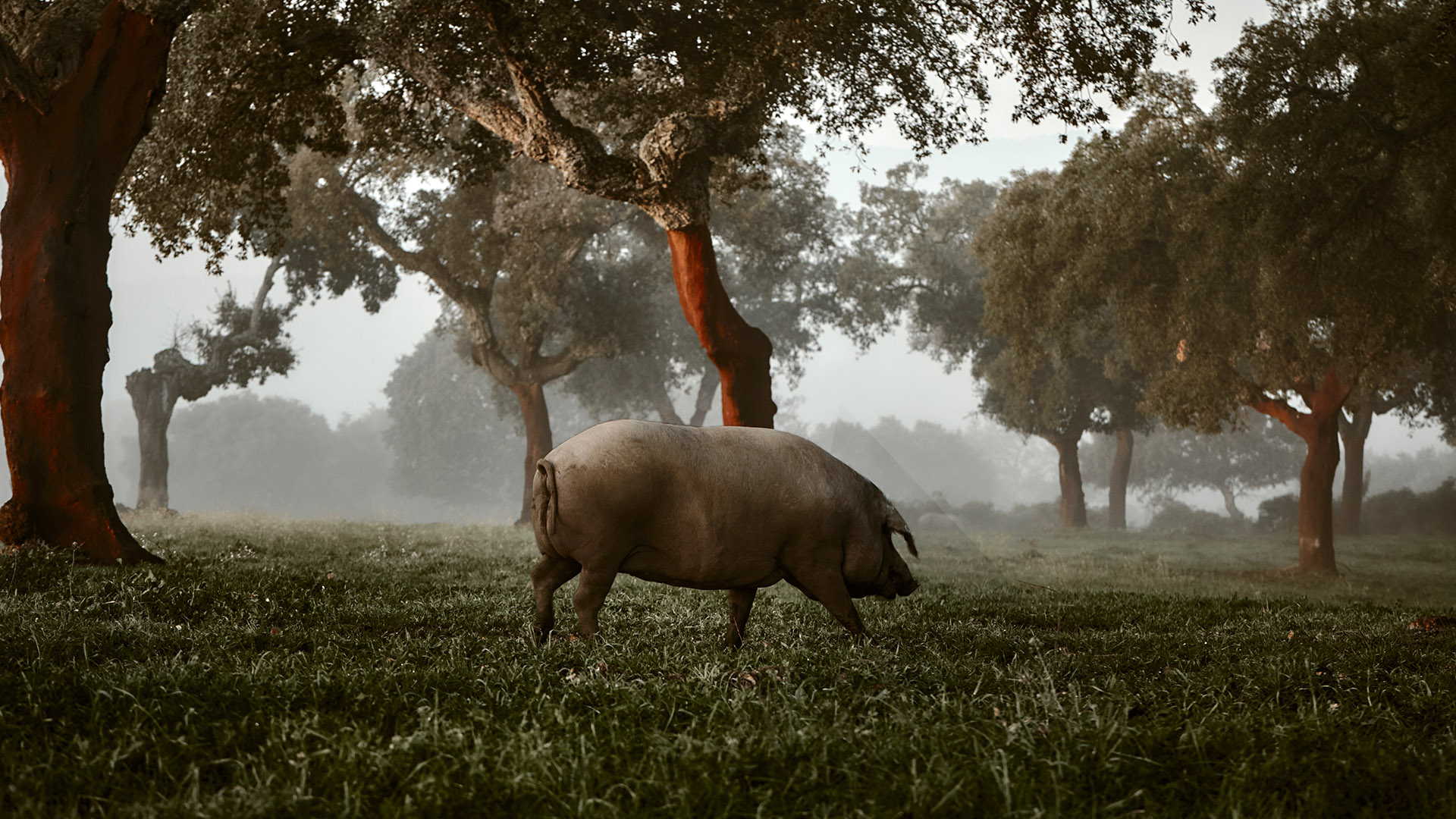 nieto martín dehesa 1920x1080 3 nieto martín dehesa 1920x1080 3